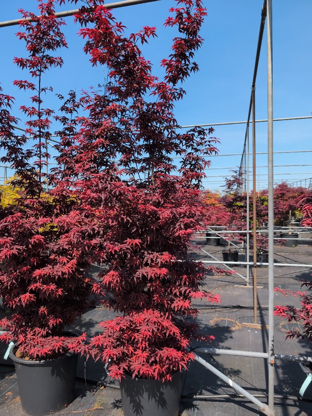 Acer pal. 'Twombly's Red Sentinel' - C70 175-200 CM